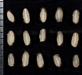   Seeds:   Phebalium daviesii , longitudinal section of seeds, showing linear embryos; Photo by Royal Tasmanian Botanical Gardens, flickr.com
